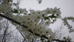 Настъпва астрономическата пролет