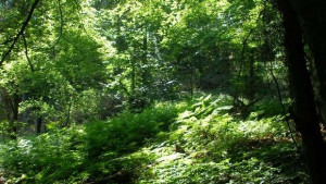 Днес се отбелязва Световния ден на гората