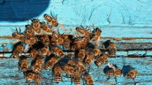 Пчелари искат промяна във финансирането по националната програма