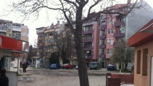 Психопати асфалтираха дърво