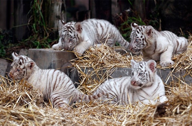 Бели тигърчета радват гостите на зоопарка в Буенос Айрес