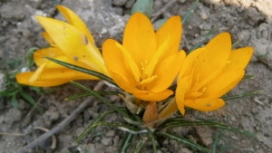 Да прескочим огъня за да изгоним злото и да пречистим