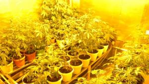 Домашна оранжерия за канабис разбиха в Караисен