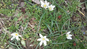 На Благовец се яде нещо зелено