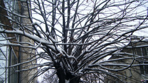 Зимата се завърна сняг превалява главно в Северна България и