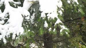 Ветровито студено с превалявания