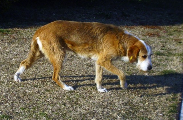 От Четири лапи настояват за промени при търговията на отровни вещества