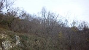 ГенТошево се включва в Седмицата на гората