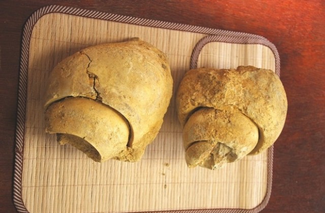 Древни праисторически черупки изскочиха в Бургас