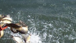 С 5000 шарана зарибиха водоеми в Благоевградско