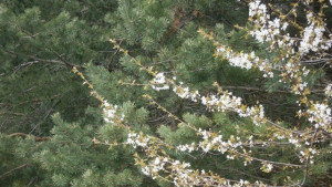 Очаква ни хладен и дъждовен април