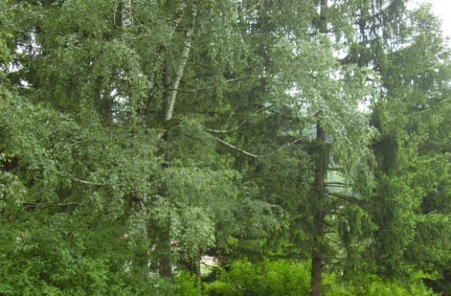 Залесяват хълма Света гора в Седмицата на гората