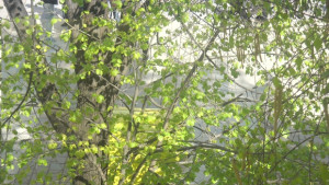 Община Враца раздаде над 2000 дръвчета и декоративни храсти