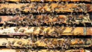 Апаши задигнаха кошери пълни с пчели