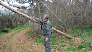 Изсъхнаха 1 320 дка борове в Минерални бани Предстои сеч