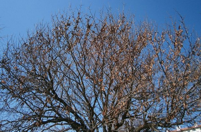 Предупреждават за силен вятър