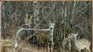 Задържаха мъж отстрелял три сърни
