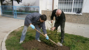 12 иглолистни дръвчета залесиха в Елена