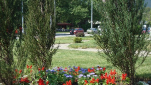 Спипаха двама да крадат кипариси от разсадник