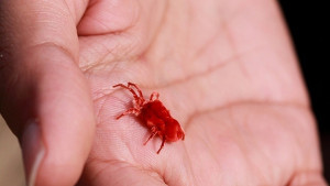 Пръскат срещу кърлежи във Варна