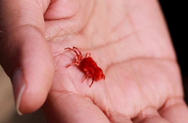 Пръскат срещу кърлежи във Варна