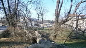 След бурята се увеличава опасността от пожари в горите