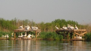 Пеликанчета вече писукат в Сребърна