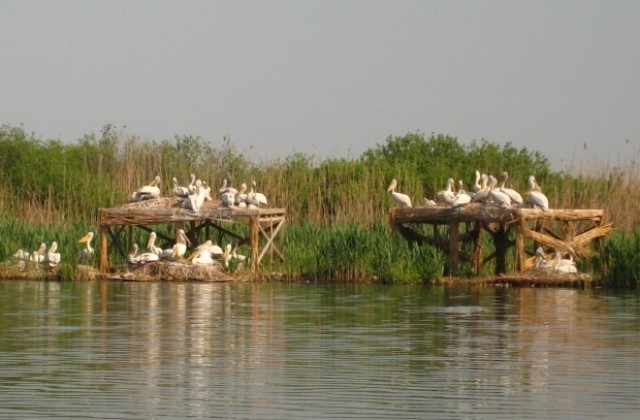 Пеликанчета вече писукат в Сребърна
