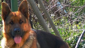 Куче заведе съседи при мъртвия си стопанин