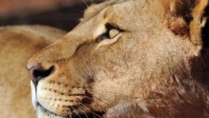 Издъхна лъвицата подарена на Сараево от Варненския зоопарк