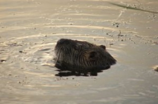 Раздават безплатно препарати срещу плъхове и мишки