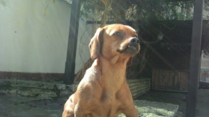 Търсим стопаните на дакелче което живее в двора на Дарик