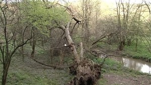700годишно дърво на желанията беше изкоренено край Русе
