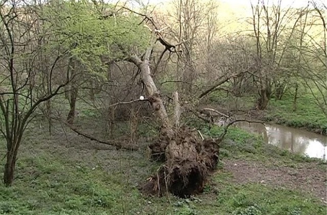 700-годишно дърво на желанията беше изкоренено край Русе