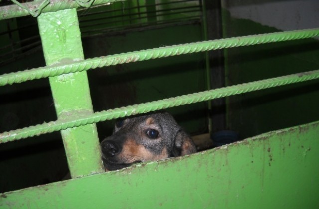 В интернет тръгна петиция срещу нередностите в кучешкия приют