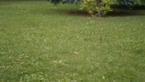 Започват обработките срещу кърлежи и гризачи