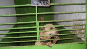 Протестиращи искат оставки заради нарушения в кучешкия приют