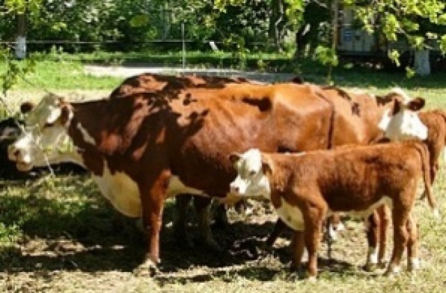 Провеждат обучения за производители на краве мляко