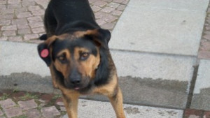 Граждани и институции обсъдиха мерки срещу насилието над животни