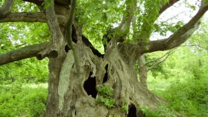 Празник на Стария чинар по повод Международния ден на Земята