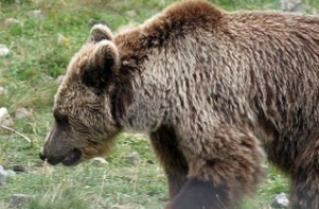 Еколози ловят мечка с клетка в района на село Арда