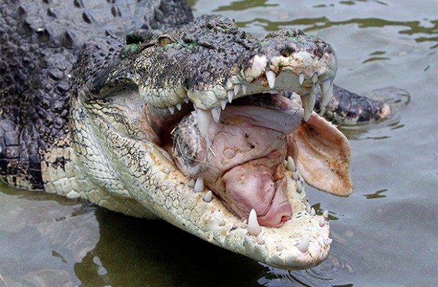 Смелчага бие крокодил с юмруци, спасява се