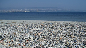 Варненски учени ще броят рапаните край брега