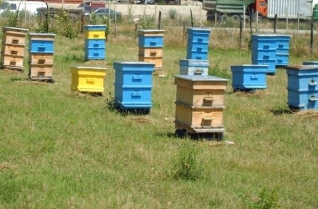Откраднаха пчелни кошери