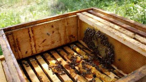 Пчелни семейства гинат в кошери от бумащина