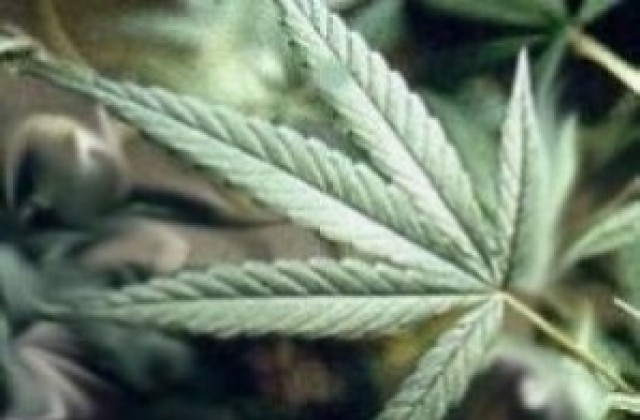 Домашна оранжерия за марихуана откриха полицаи в Левски