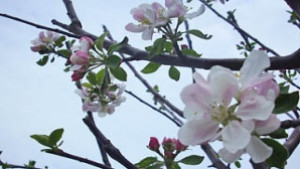 Културен афиш