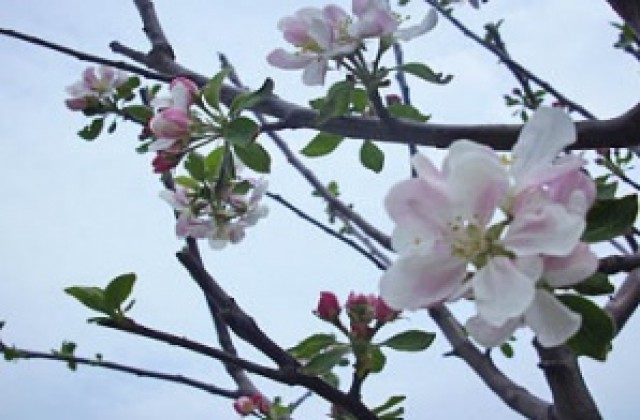 Културен афиш