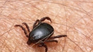 Започва третиране на зелените площи срещу кърлежи