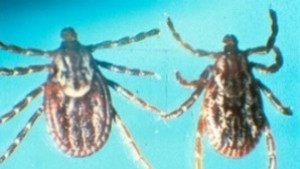 В понеделник започва пролетната дезакаризация на тревните площи